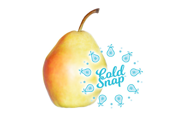Cold Snap Pear